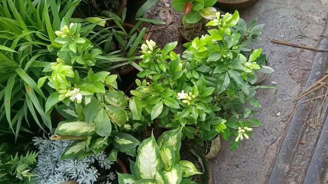 Swiss Cheese Plant Wood Apple Plant Alocasia Plant Calathea Plant Pandanus Plant Banyan Bonsai смотреть онлайн