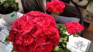 #135.Цветет знойная красотка ИВ-Королева Бирмы!