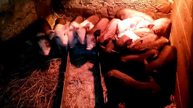 Приплод вьетнамских поросят смотреть онлайн