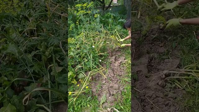 Озимый чеснок. От посадки до уборки смотреть онлайн