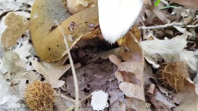 "Грибные истории". ВАУ! Мне попался огромный белый!!! смотреть онлайн