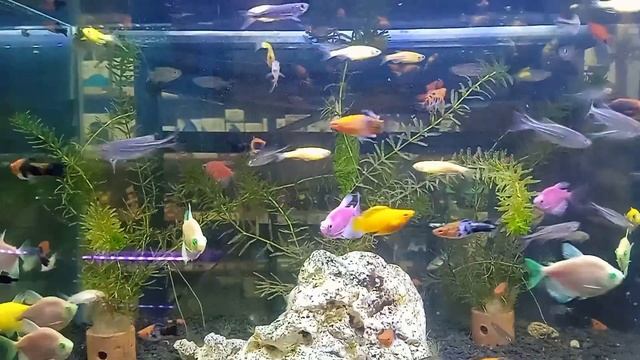 ТЕРНЕЦИЯ - как определить пол - аквариумистика смотреть онлайн