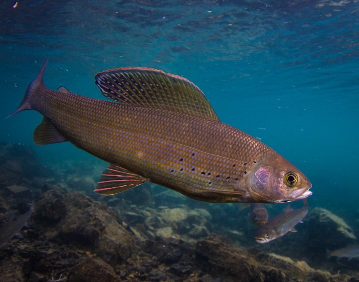 Европейский хариус (2 серия) смотреть онлайн
