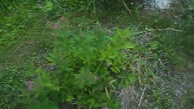 Июнь 2019 года. Дача. смотреть онлайн