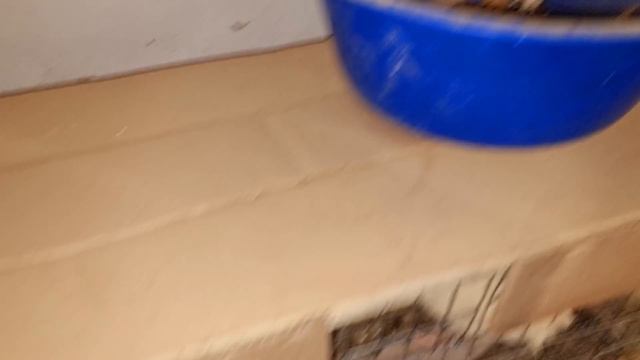 как дела у поросят? смотреть онлайн