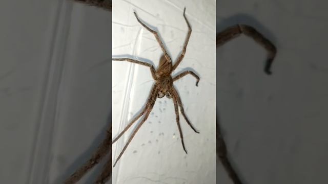 Phoneutria fera male 1.0 brazilian banana spider here risk close-up смотреть онлайн