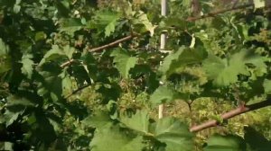 Ежевика. Увеличиваем урожай.Уход летом.