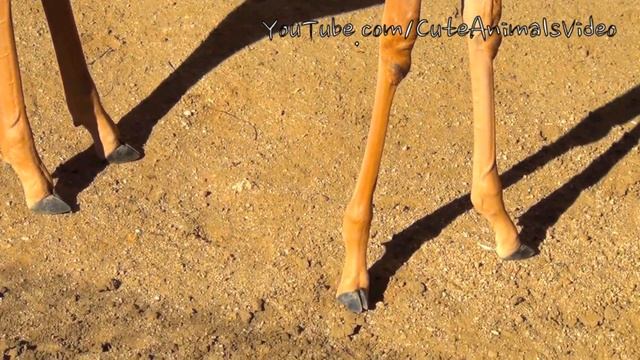 Gerenuk (Waller's gazelle), long-necked species of antelope смотреть онлайн