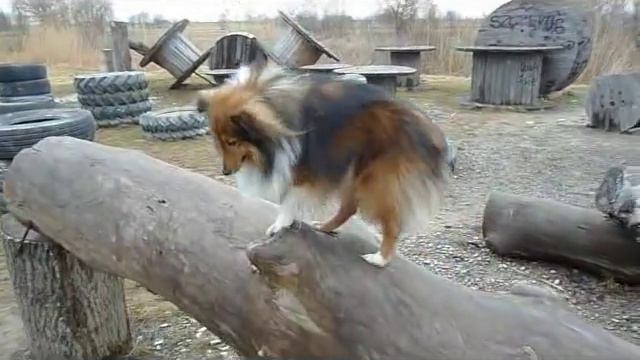 Owczarek Szetlandzki - Shelti - na spacerze смотреть онлайн