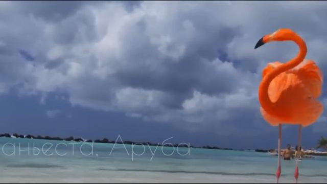 Exciting Trips смотреть онлайн