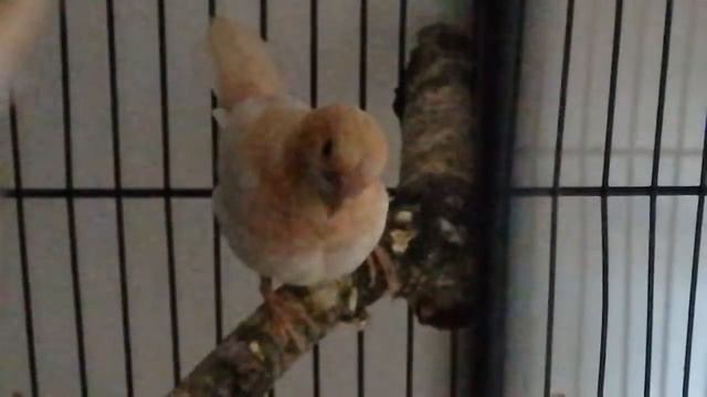 Кенар поет в дуэте с амадинчиком!🐦🐦😆🎼🎵🎶🎤 смотреть онлайн
