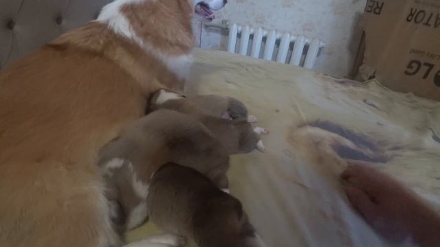 Новорожденным щенкам КОРГИ 10 дней смотреть онлайн