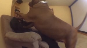 Самый огромный Питбуль в Мире | ХАЛК 4XL