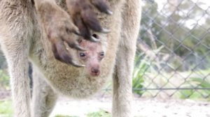 Малыш Кенгуру в Сумке у мамы