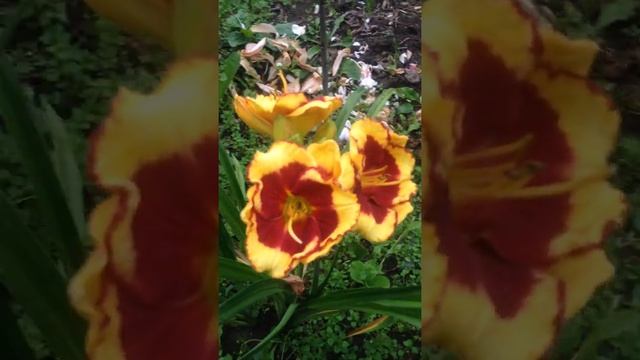 Лилейник PACO BELLE (ПАКО БЕЛЛЬ). смотреть онлайн