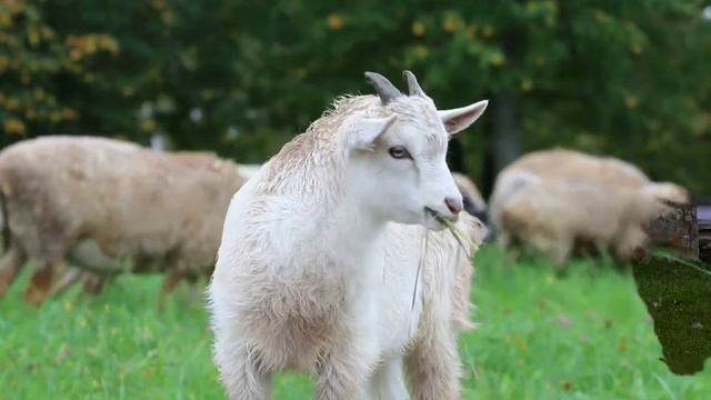 С Добрым утром!Хорошего начала трудовой недели. смотреть онлайн
