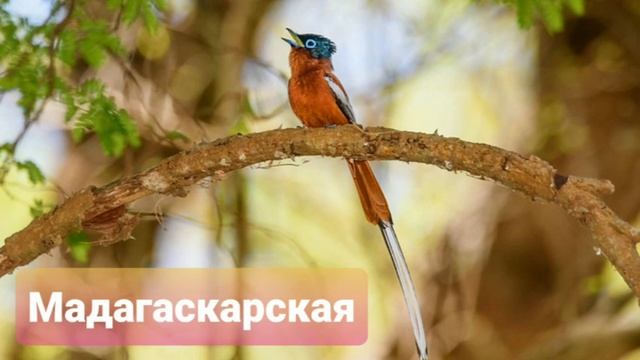Райские мухоловки (разновидности) ?? смотреть онлайн