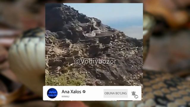 Навоийниг Нурота тогларидаги бахайбат илон смотреть онлайн