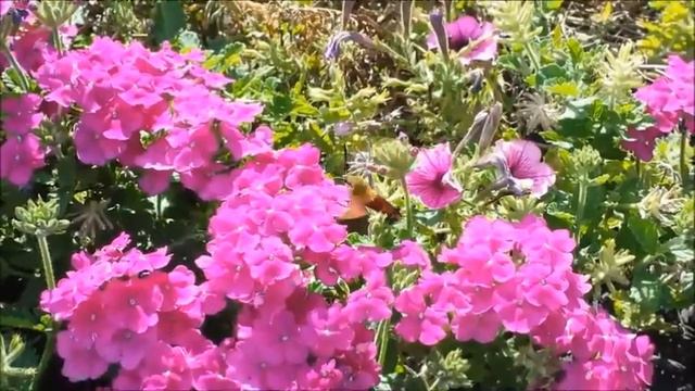 Sphingidae Moth Resembles A Hummingbird