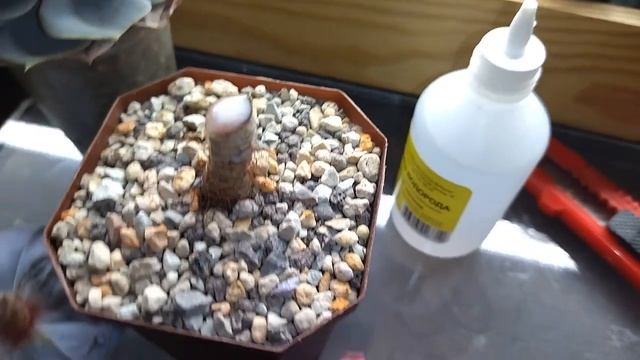 Переукоренение суккулента!!! Меняем внешний вид!!! смотреть онлайн