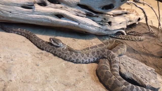 США. Rattle snake/гремучая змея, музей смотреть онлайн