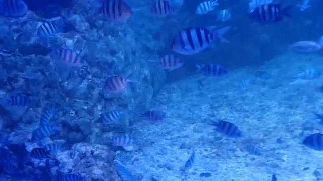 Океанариум в Хургаде в Египте. рыбки и акулы Красного моря 2021 смотреть онлайн