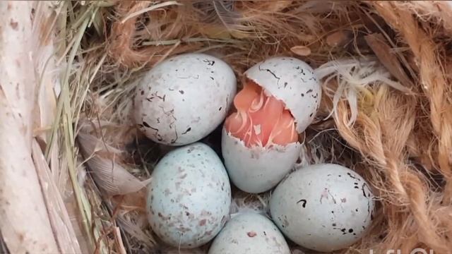 L'éclosion + Naissance d'un oisillon смотреть онлайн