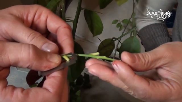 Как привить лимон, выращенный из семечка  Прививаем взрослый комнатный лимон