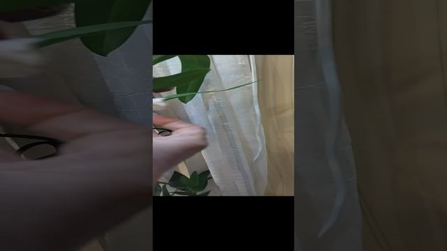 Комнатные цветы. Орхидеи. Ноябрь 2022г смотреть онлайн