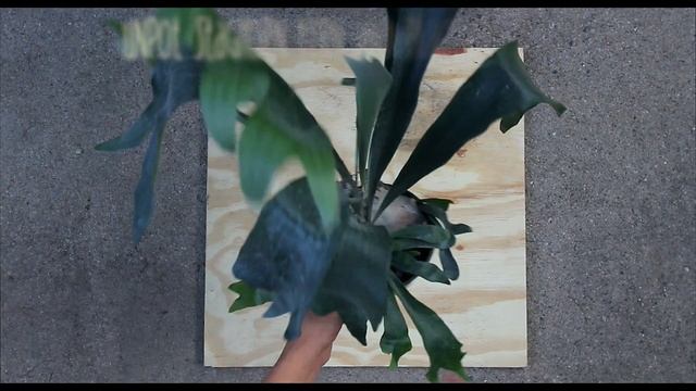 How to Mount a Staghorn Fern | Easy and Affordable Hanging Plant смотреть онлайн