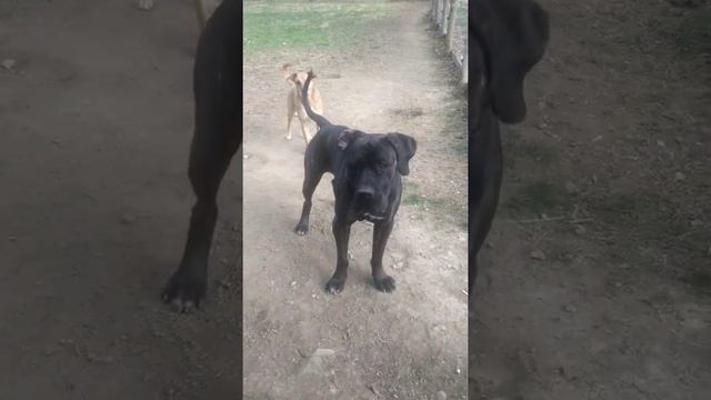 Malibu (Presa Canario X) Playing Ball with Sandy, German Shepherd/Boxer (Tom Macdonald owns music) смотреть онлайн