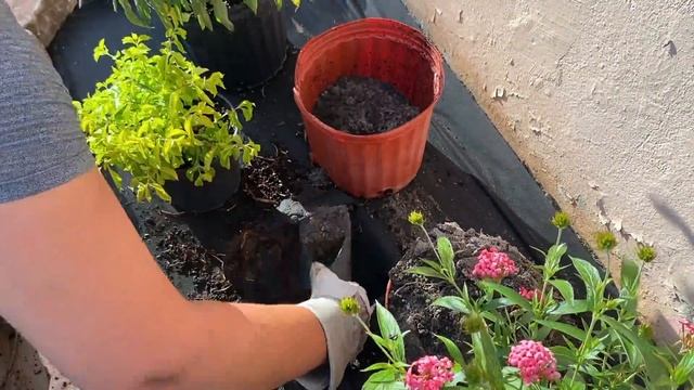 ULTIMATE FRONT YARD LANDSCAPING MAKEOVER | DIY FLOWER BED | LAYING DOWN NEW SOD смотреть онлайн