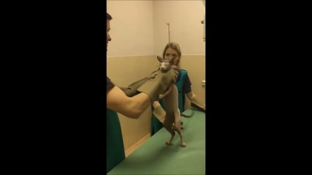 Трясём пациента с минералкой в желудке. Негативная гастрография. смотреть онлайн