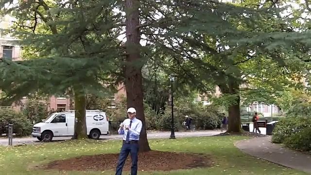 Deodar cedar (Cedrus deodara) - Plant Identification смотреть онлайн
