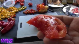 ⟹ Delicious Tomato | Solanum lycopersicum | Tomato Review