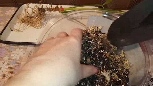 63)АНТУРИУМ-ЦВЕТОК ФЛАМИНГО.....ОБРАБОТКА ОТ ГРИБКА И ПЕРЕСАДКА. смотреть онлайн