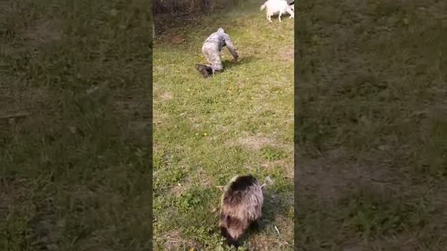 Кушают травку. Витамины 👍