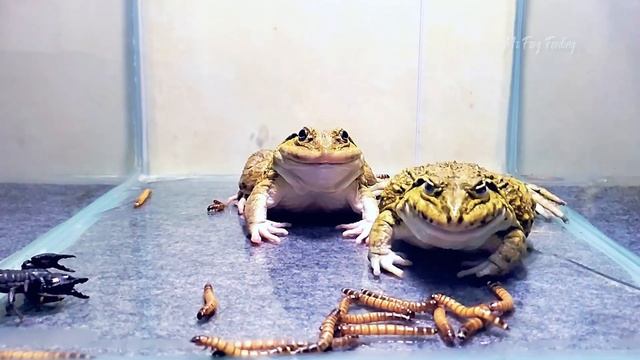 Asian Bullfrog Eats Many Tiger Worms! Mr Frog Live Feeding