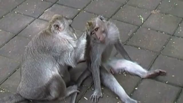 Бали. Эрогенные зоны обезьян смотреть онлайн