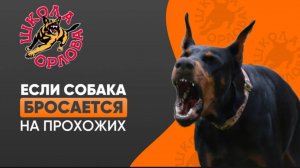 Собака бросается на прохожих. Что делать?