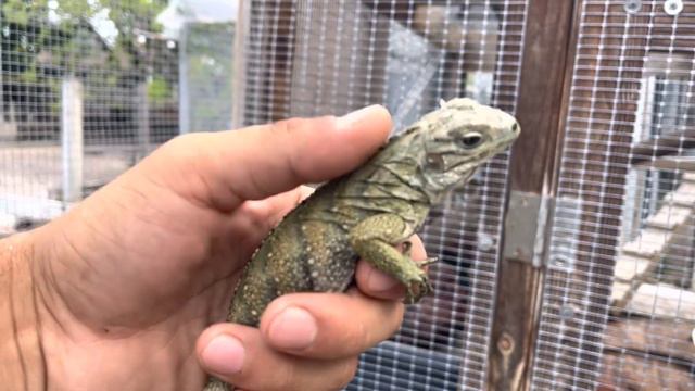 ID#5835 Female lewisi Hybrid iguana 15 inches 2021 Nip tail Very Blue смотреть онлайн