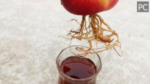 ?Выращивание яблони из яблока в 2023 году, невероятно уникальный способ?