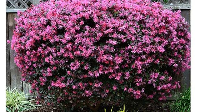 Лоропеталум ( Loropetalum )