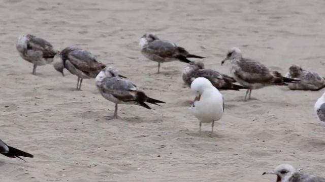 Калифорнийская чайка (Larus californicus).Птицы США. смотреть онлайн