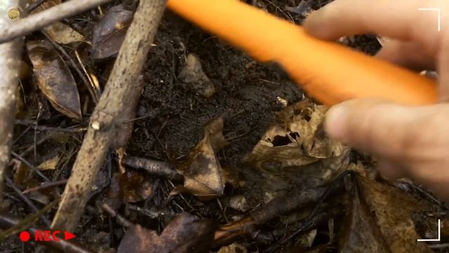 Этот Фундамент Набит Серебром! КОПАЮ В ЗАБЫТОМ ЛЕСУ | Золотое Хобби смотреть онлайн