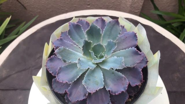 Echeveria Neon Breakers | My Succulent Collection #succulentlover