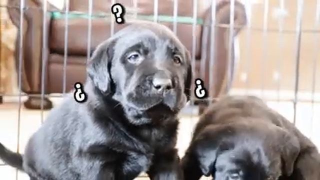 Puppies get BOOPED for the First Time!! смотреть онлайн