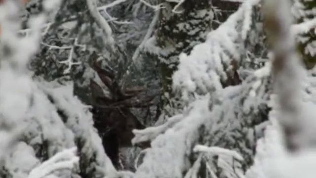 Vue de cerfs fin janvier bois contre bois (voir blog boisdecerfsavoie). смотреть онлайн
