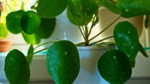 Пилея пеперомиевидная — уход в домашних условиях
