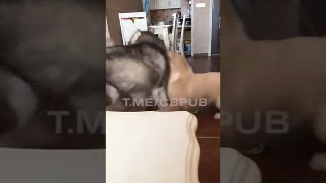 быстро успокоил смотреть онлайн